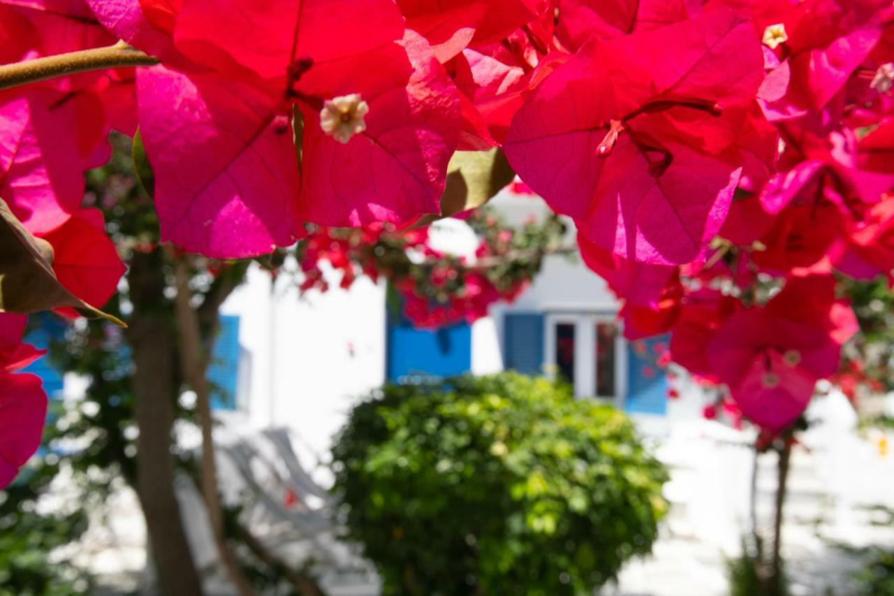 Acrogiali Beachfront Hotel Mykonos Platys Gialos  Eksteriør billede